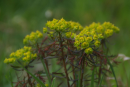 Euphorbia cyparissias 'Fens Ruby'Cipreswolfsmelk bestellen